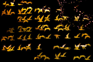 Night scene of a black house facade with illuminated birds that form a glowing pattern.