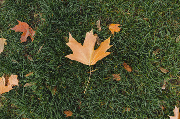 Autumn. Yellow maple leaf lies on a background of green grass. Texture of foliage, falling leaves. View from above. Photography and concept.