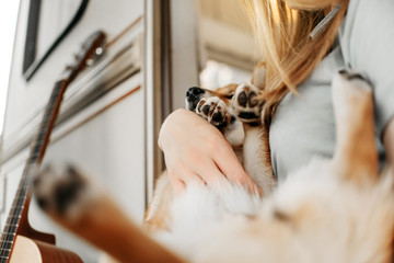 close up of red shiba inu dog lying in owner arms