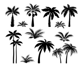 Silhouette palm trees. Set tropical black jungle plants illustration. Vector isolated image silhouettes leaves and coconut jungle tree on white background