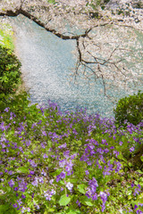 Beautiful  Cherry blossom festival at Chidorigafuchi Park,  Tokyo, Japan.