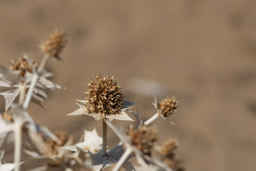 dry thistle on natural colour background