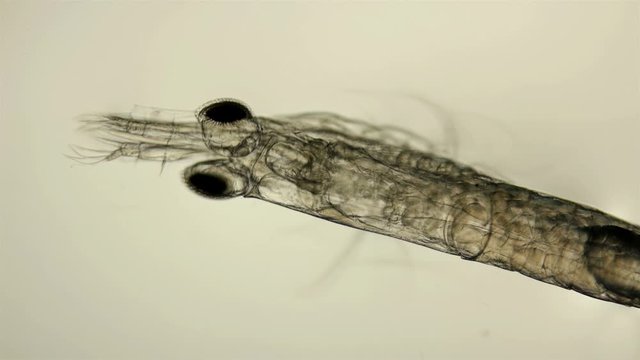 Red Sea plankton and zooplankton under a microscope, order Mysida, looks very much like a shrimp, class Malacostraca, type Arthropoda, a favorite fish food
