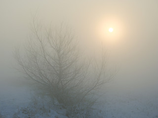 The sun shines through a layer of fog in a snowy landscape