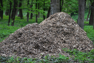 Shredded branches of trees and shrubs