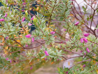 Myrtle-leaf milkwort (Polygala myrtifolia)