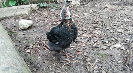 poussin d'un mois de marans noir dans le jardin © Patryssia