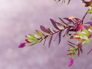 Myrtle-leaf milkwort (Polygala myrtifolia) with purple, mauve and pink attrative flowers like form...