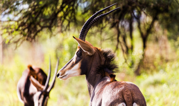 Sable antelope herd and portrait in South Africa  