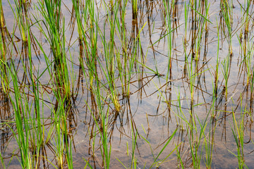 Rice field near Andringitra national park, Madagascar
