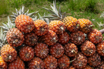Pineapple on the fruit market in rural Madagascar
