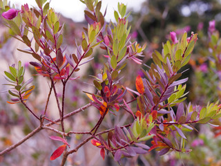 Myrtle-leaf milkwort (Polygala myrtifolia) with purple, mauve and pink attrative flowers like form of sweetpea or butterfly shaped, thin and oval leaves.