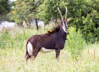Sable antelope herd and portrait in South Africa  