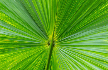 palm leave texture background