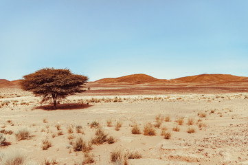 View on the moroccan desert, drying of dry river and desertification
