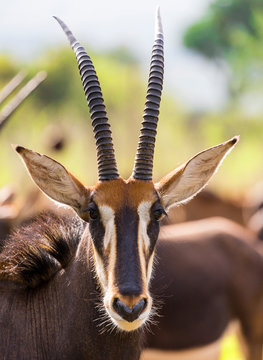 Sable antelope herd and portrait in South Africa  