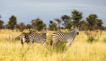 Burchells Zebra in the Kruger National Park South Africa 