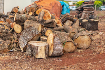 group of cut and stacked tree toasts saved on ground 