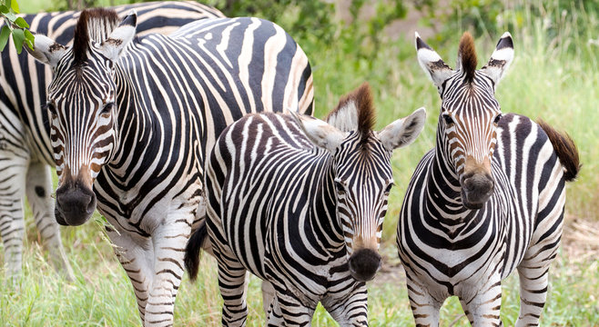Burchells Zebra in the Kruger National Park South Africa 