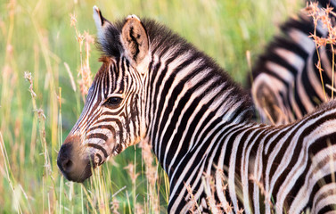 Burchells Zebra in the Kruger National Park South Africa 