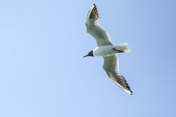 Obraz premium The seagulls flying in the brigh partly cloudy sky above the sea. 
