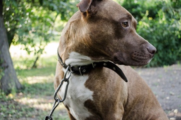 Portrait of beautiful American Staffordshire terrier dog