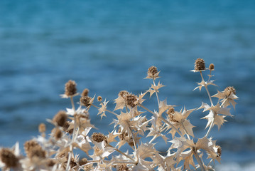 dry thistle on blurred blue sea background