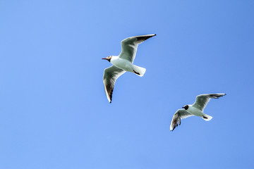 Obraz premium The seagulls flying in the brigh partly cloudy sky above the sea. 
