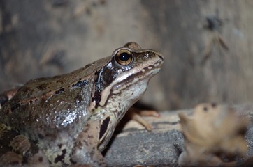 Frog closeup image with blurred background