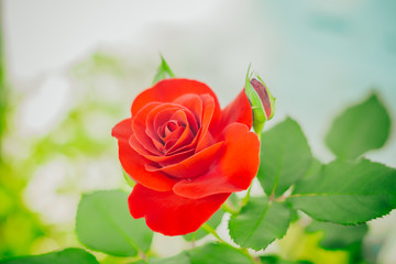 Highlighted red rose on light blurred background