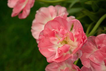 Pink Frilly Tulips