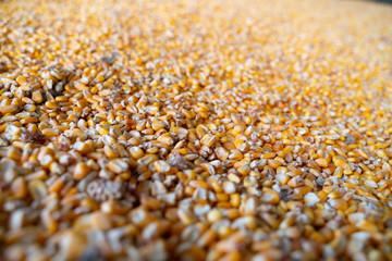 dried corn for background uses