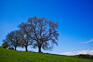 Fototapeta na wymiar Trees on grassy hillside with blue sky