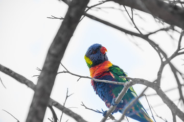 Lorikeet