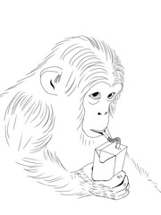 Monkey drinks juice through a straw. Coloring book for children - a monkey loves to drink juice through a straw. Black and white cute cartoon. Raster illustration