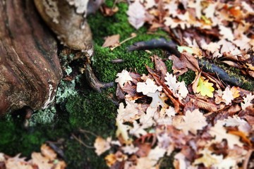 Autumn has Hit!