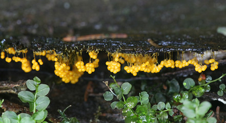 Badhamia utricularis, sporangia of a slime mold or mould with no common name