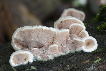 Gloeoporus dichrous, known as bicoloured bracket fungus, mushrooms from Finland