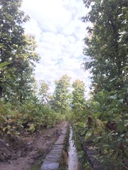 path in the forest