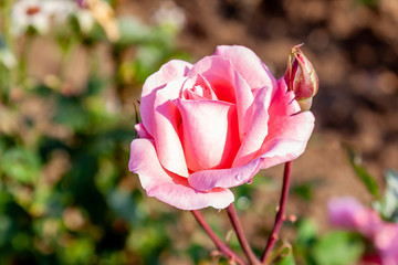 Queen Elizabeth rose flower in the field. Scientific name: Rosa 'Queen Elizabeth'.