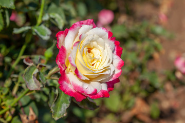 Double Delight rose flower in the field. Scientific name: Rosa ' Double Delight'
Flower bloom Color: Creamy white, edged strawberry red.
