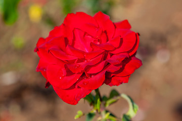 Olympiad rose with water drops in the field. Scientific name: Rosa ' Olympiad'. Flower bloom Color:...