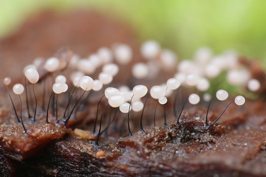 Comatricha nigra, a plasmodial slime mold, sporangia on spruce log in Finland