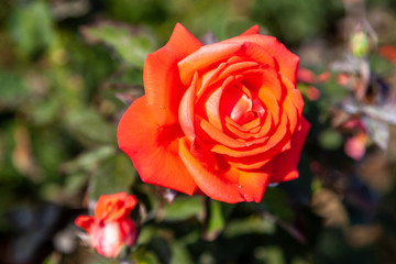 Tropicana rose flower in the field. Scientific name: Rosa ' Tropicana'
Flower bloom Color: Orange and orange blend