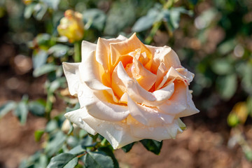 Marilyn Monroe rose with water drops in the field. Scientific name: Rosa ' Marilyn Monroe'. Flower...