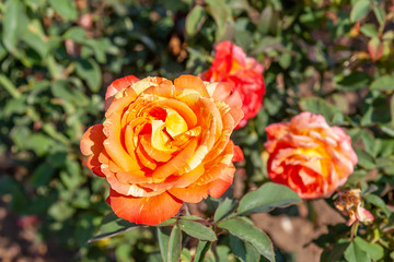 Rainbow Niagara rose with water drops in the field. Scientific name: Rosa ' Rainbow Niagara'. Flower bloom Color: Yellow, orange blend, striped