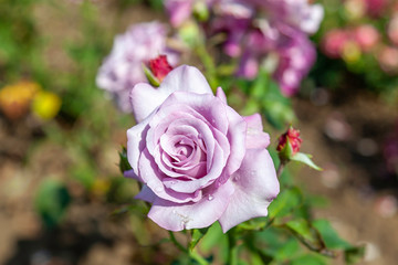 Neptune rose with water drops in the field. Flower bloom Color: Mauve and mauve blend