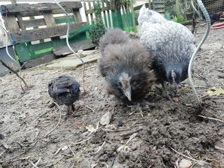 poules grises et de soie en liberté dans le jardin