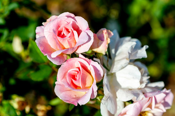 Two Morden Blush rose flowers in the field.  