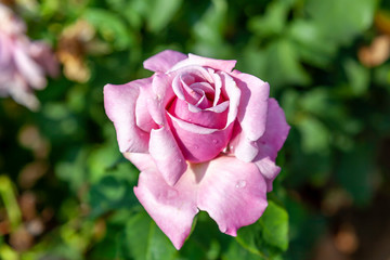 Memorial Day rose with water drops in the field. Scientific name: Rosa ' Memorial Day'. Flower bloom Color: Medium pink